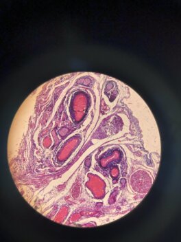 bio_mikroskopie_1-1-1152x1536